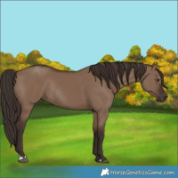 Horse Color:Liver Red Dun Rabicano 