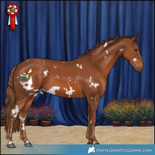 Horse Color:White Spotted Chestnut 