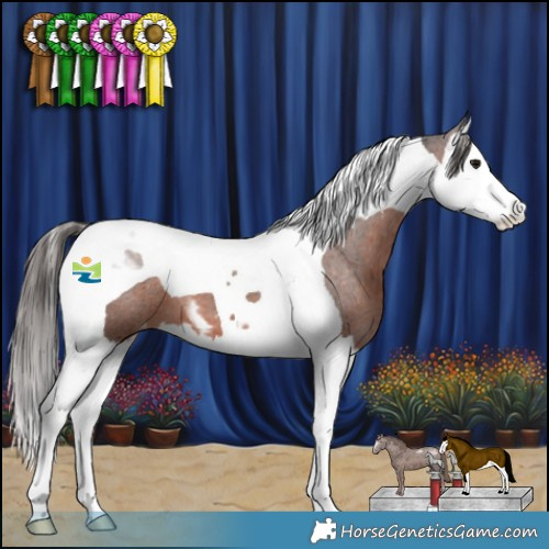 Horse Color:Brown Splash Tobiano Appaloosa 