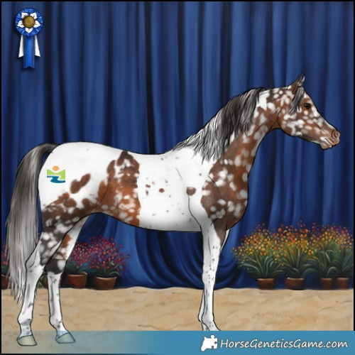 Horse Color:Brown Tobiano Appaloosa 