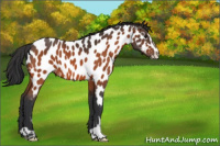 Horse Color:Bay Sabino Appaloosa 