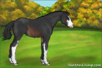 Horse Color:Brown Sabino 
