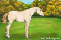 Horse Color:Buckskin Pearl Sabino 