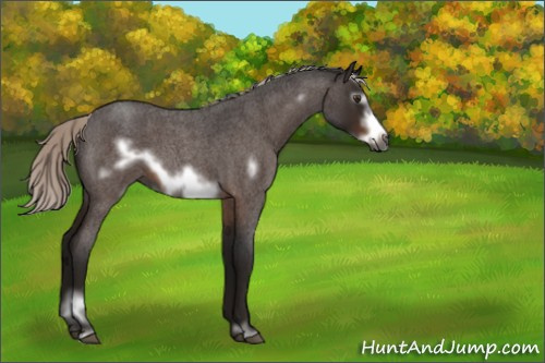 Horse Color:Gray Silver Brown Roan Sabino Frame