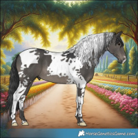 Horse Color:Black Tobiano 