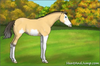 Horse Color:Buckskin Splash Frame 