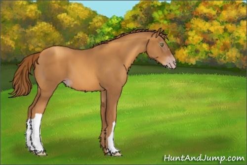 Horse Color:Gray Gold Champagne 