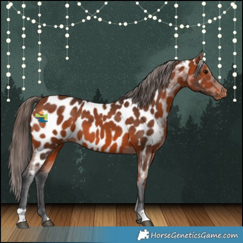 Horse Color:Bay Appaloosa 
