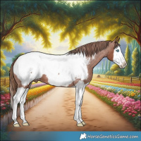 Horse Color:Chestnut Splash Appaloosa 