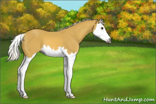 Horse Color:Gray Palomino Splash