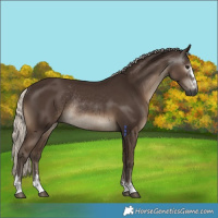 Horse Color:Gray Silver Black Rabicano 