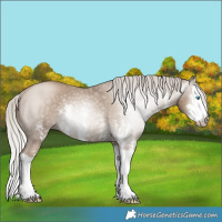 Horse Color:Gray Silver Smoky Black Pearl Sabino Splash Rabicano 