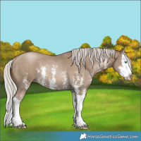 Horse Color:Gray Silver Smoky Black Pearl Sabino Splash Rabicano 