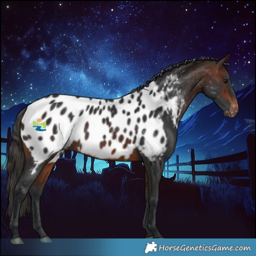 Horse Color:Brown Appaloosa 