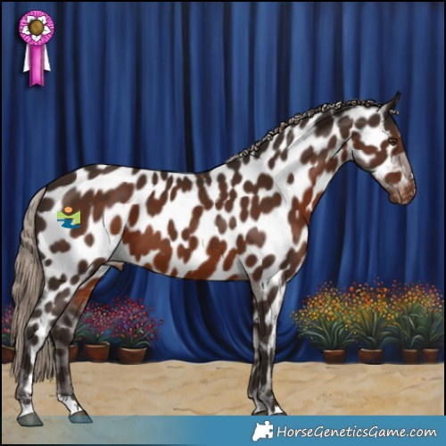 Horse Color:Liver Chestnut Appaloosa 