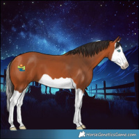 Horse Color:Bay Splash 