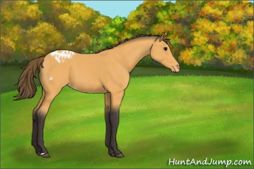 Horse Color:Buckskin Appaloosa 