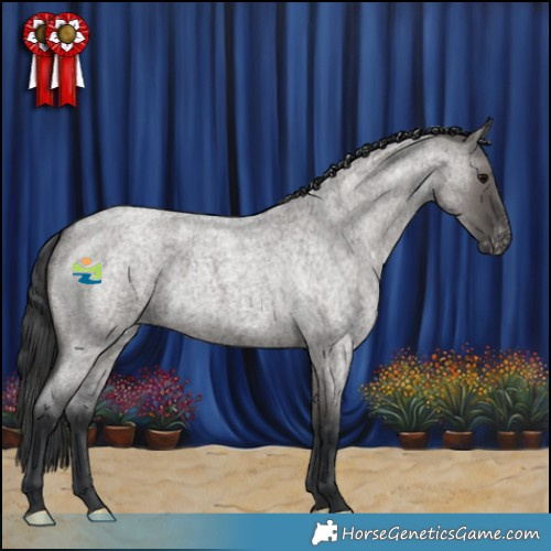 Horse Color:Grullo Roan Appaloosa 