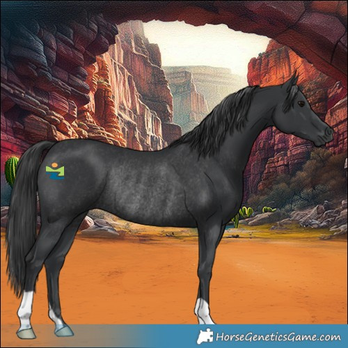 Horse Color:Black Rabicano 