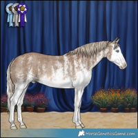 Horse Color:White Spotted Chocolate Palomino Splash Rabicano 
