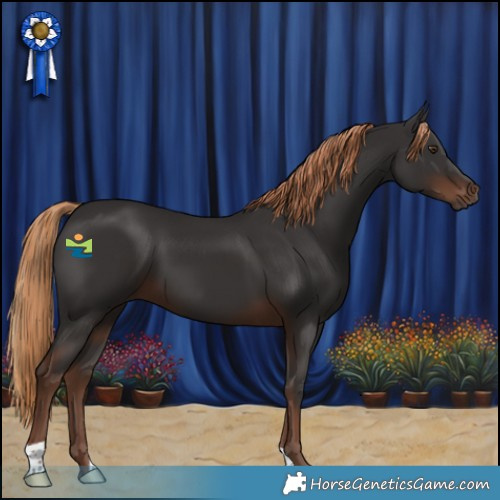Horse Color:Liver Chestnut 