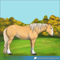 Horse Color:Palomino 