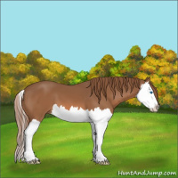 Horse Color:Chestnut Splash