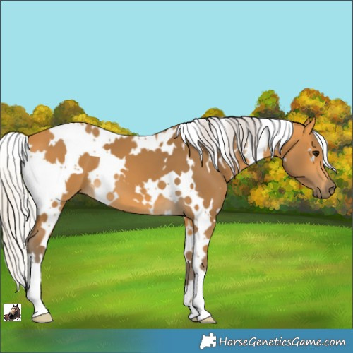 Horse Color:White Spotted Silver Buckskin 
