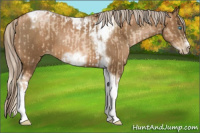 Horse Color:Chocolate Palomino Pearl Tobiano Frame and Gray Chocolate Palomino Pearl Tobiano Frame