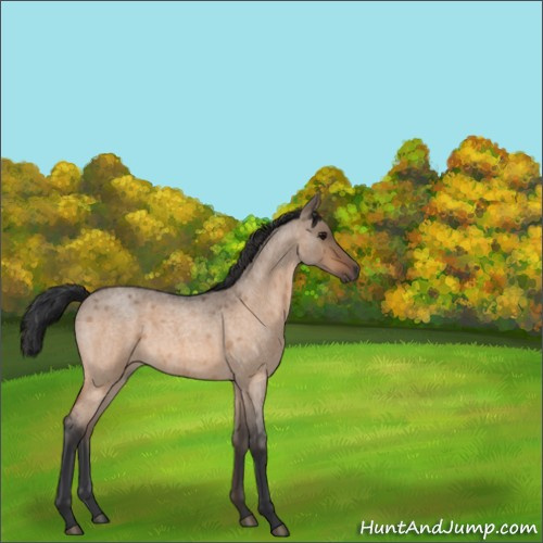 Horse Color:Bay Roan Dun Rabicano 