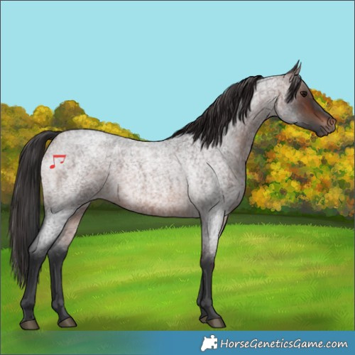Horse Color:Brown Roan