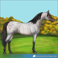 Horse Color:Brown Roan 