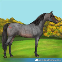 Horse Color:Brown Roan 