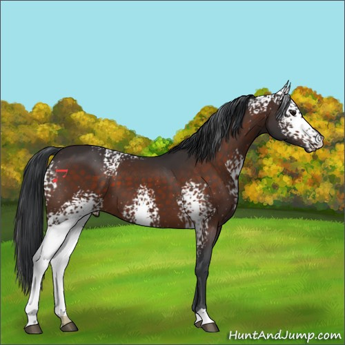 Horse Color:White Spotted Brown 
