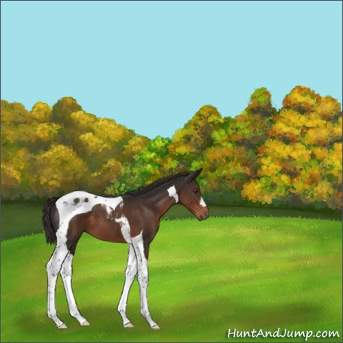 Horse Color:Liver Chestnut Tobiano 