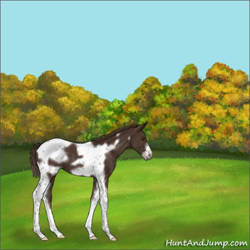 Horse Color:Liver Chestnut Tobiano Frame 