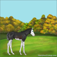 Horse Color:Brown Splash 