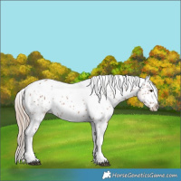 Horse Color:Chestnut Tobiano Appaloosa 