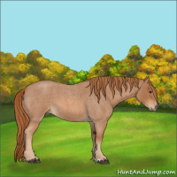 Horse Color:Red Roan