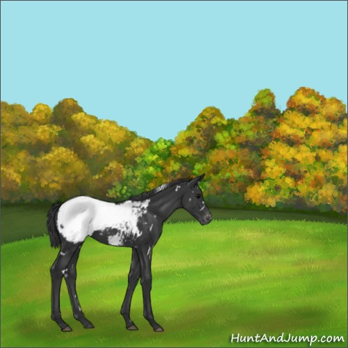 Horse Color:White Spotted Black Appaloosa 