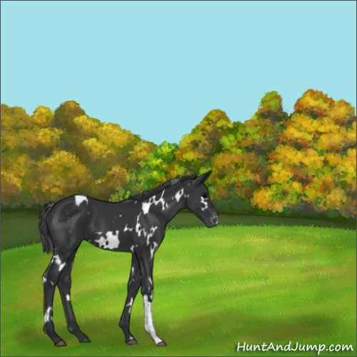 Horse Color:White Spotted Black Appaloosa 