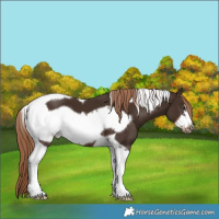 Horse Color:Liver Chestnut Tobiano Frame 