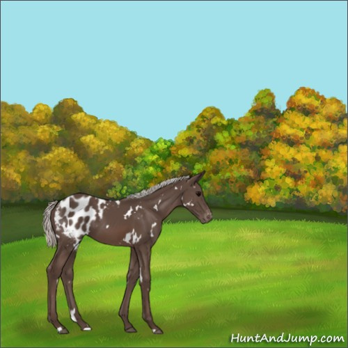 Horse Color:White Spotted Silver Black Appaloosa 