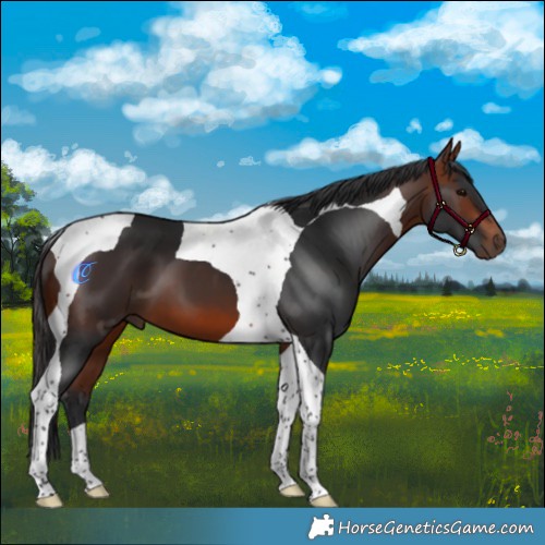 Horse Color:Bay Tobiano 