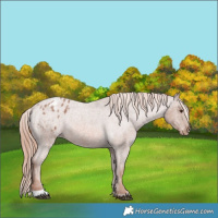 Horse Color:Red Roan Appaloosa 