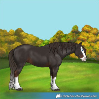 Horse Color:Liver Chestnut Splash 