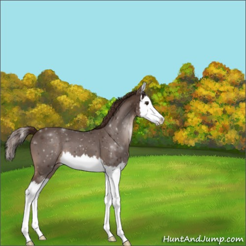 Horse Color:Liver Chestnut Splash