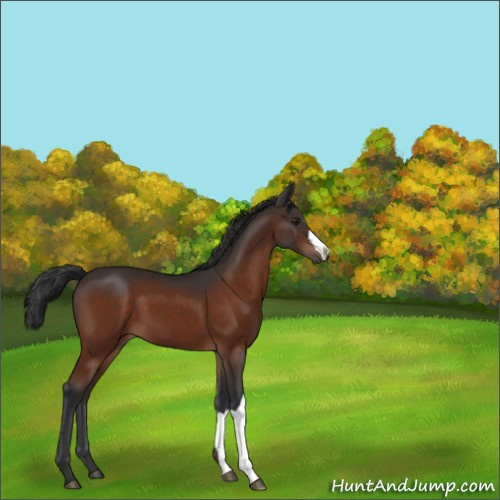 Horse Color:Brown 