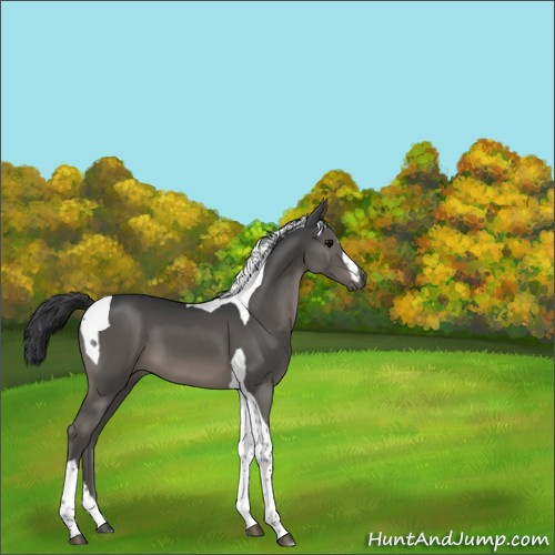 Horse Color:Black Tobiano 
