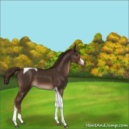 Horse Color:Liver Chestnut Tobiano 